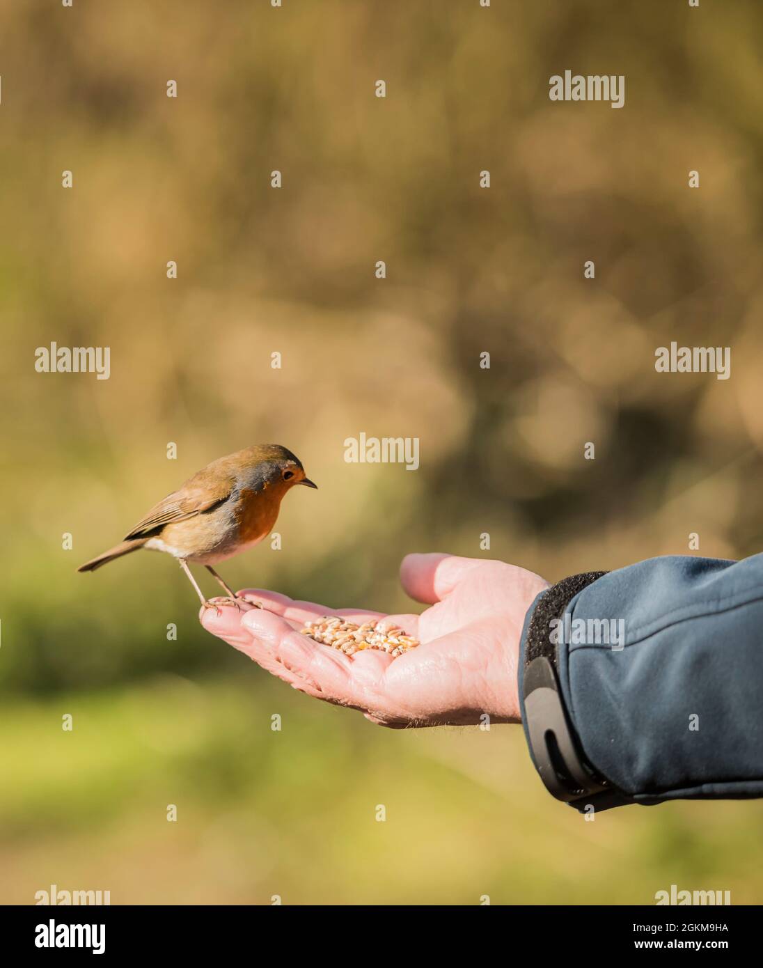 Primo piano di rapina redbreast erithacus rubecula allattamento da persone mano in un parco locale Stoke su Trent Inghilterra UK Foto Stock