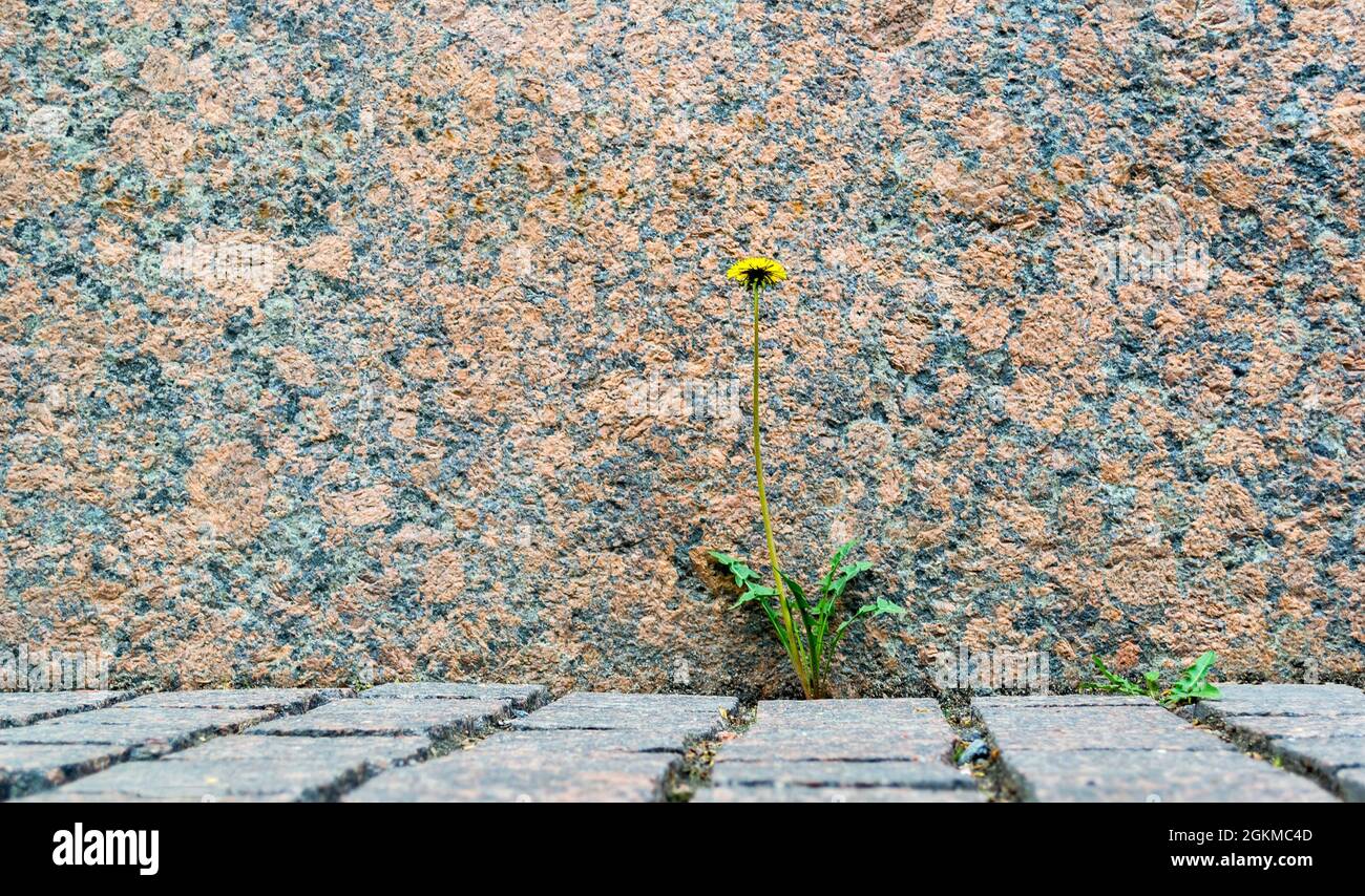 Dente di leone che cresce in strada Foto Stock