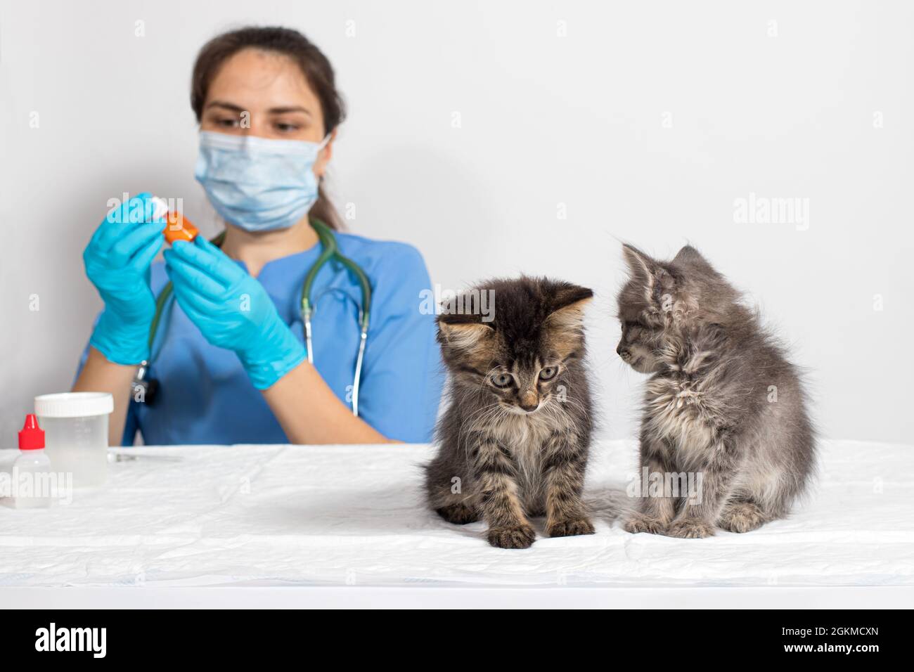 Il veterinario e due piccoli gattini nell'ufficio del medico. Clinica veterinaria, vaccinazione. Foto Stock