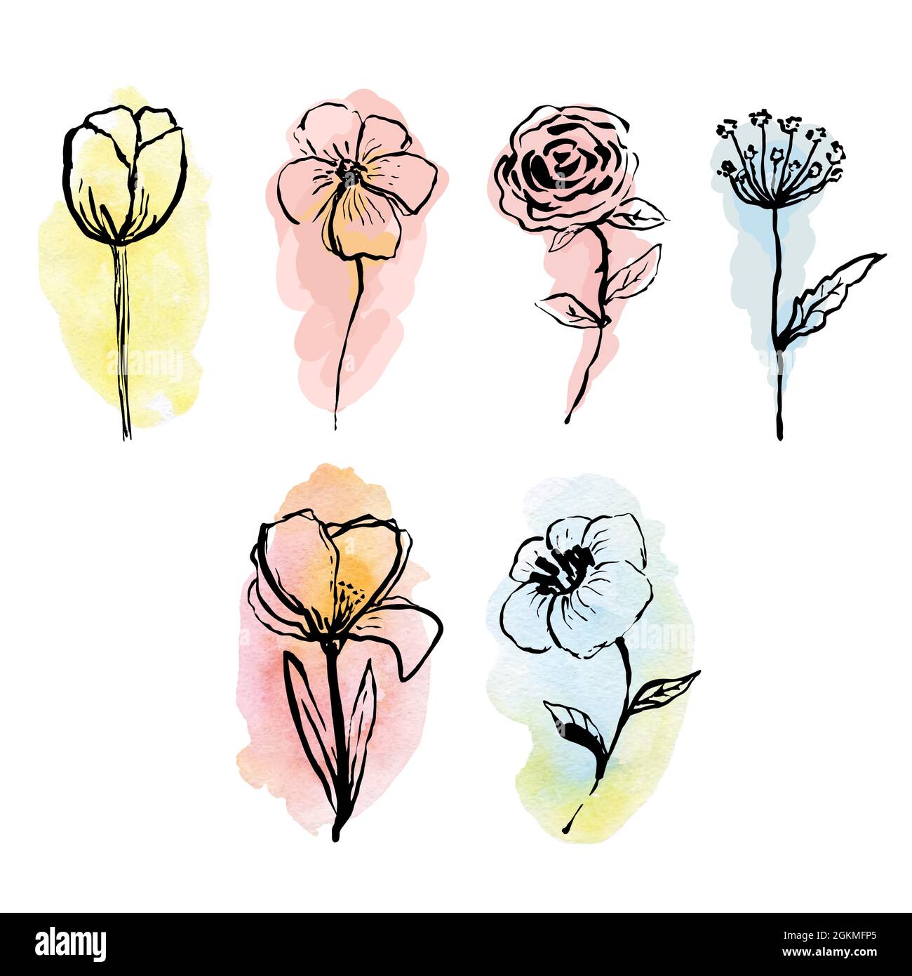 Clip-art. Botanica Collezione Fiori neri su sfondi colorati. Design per prodotti cosmetici. Eco Concept.immagine vettoriale per icona,logo Illustrazione Vettoriale