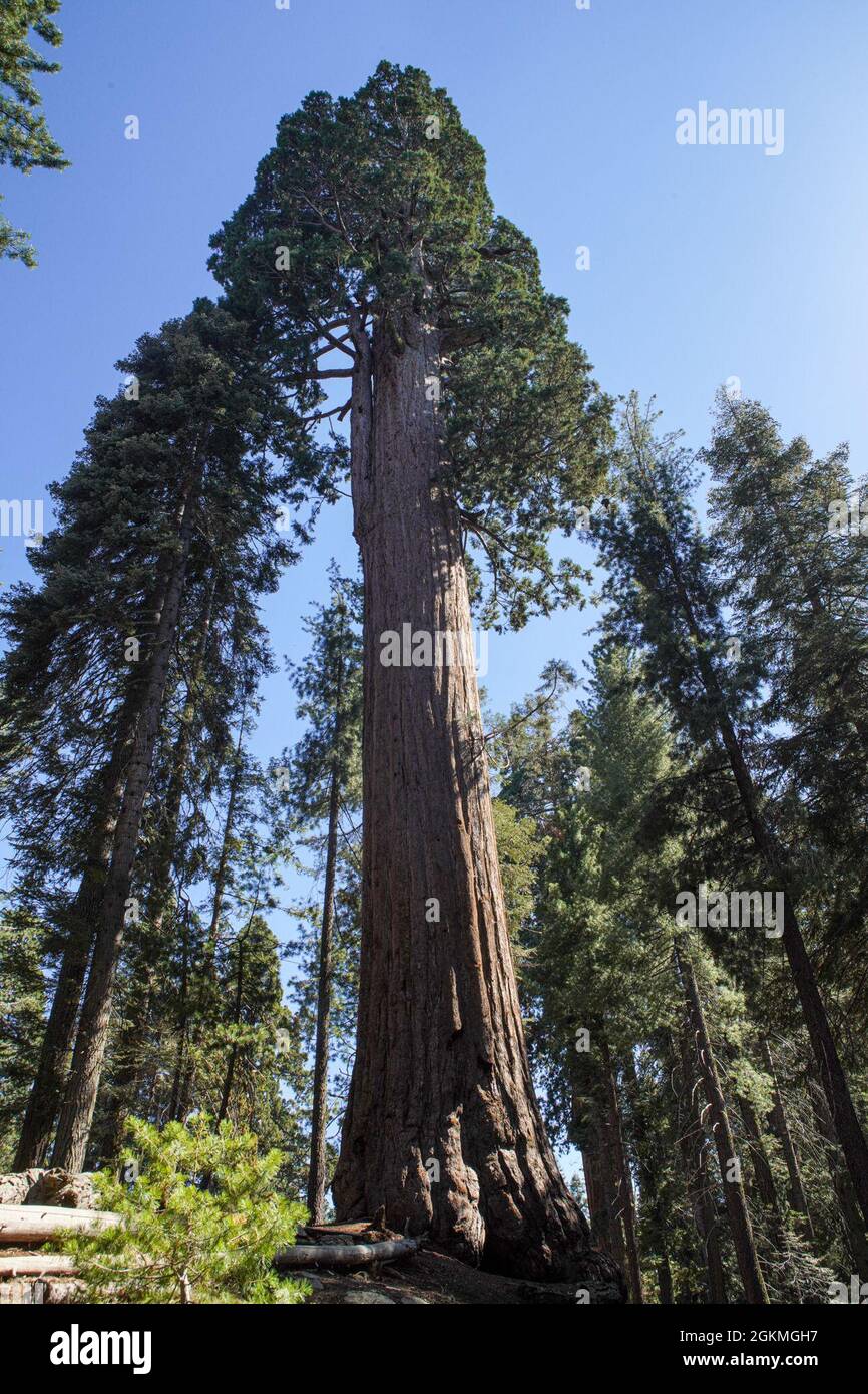 Lama Per Sega Curva Ars Corporation Modello GR-17, Per Potatura Alberi, Proveniente Dal Giappone, Nuova