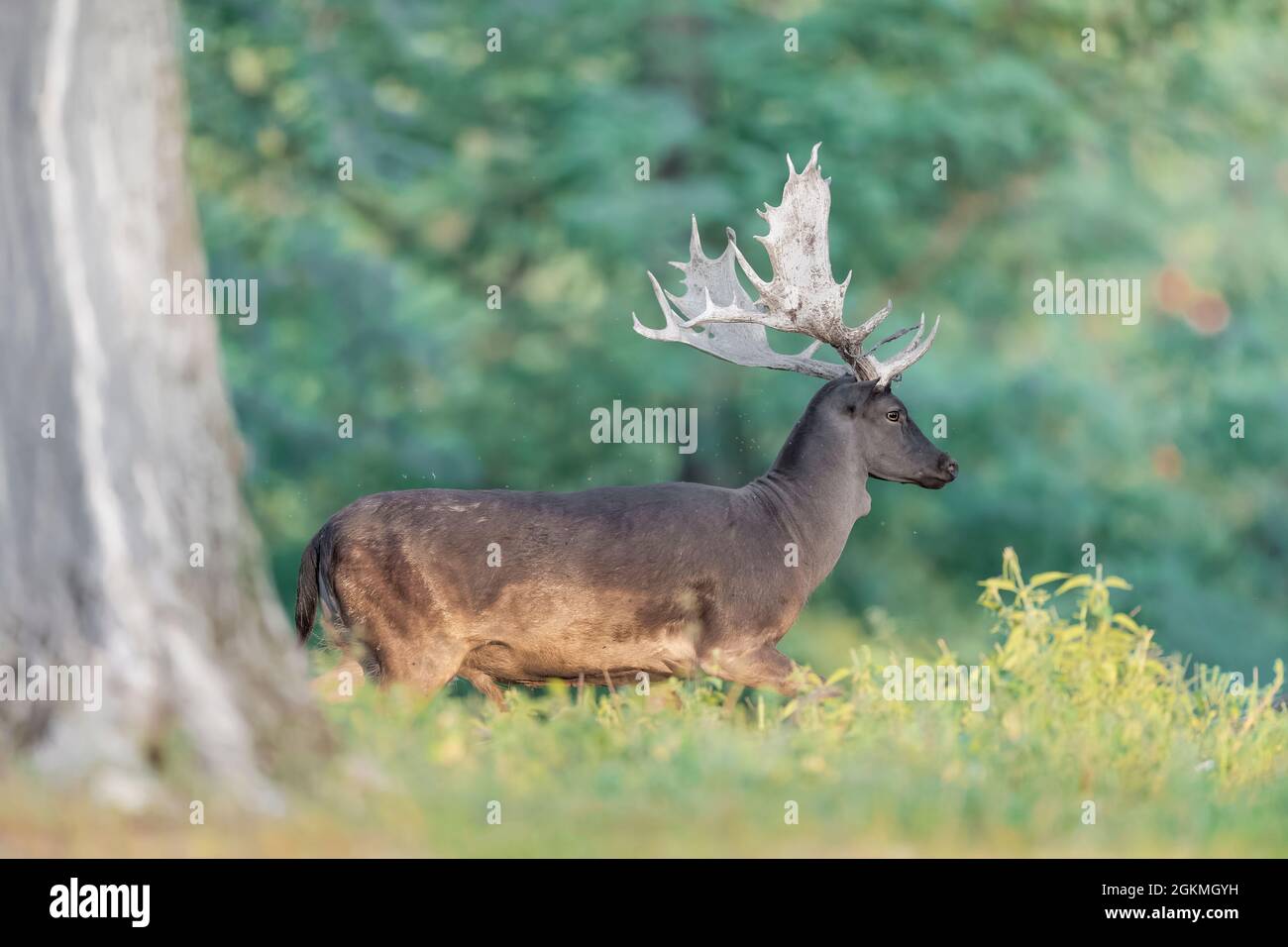 Buck maturo che mostra la colorazione più scura comune di un cappotto invernale (Dama dama) Foto Stock