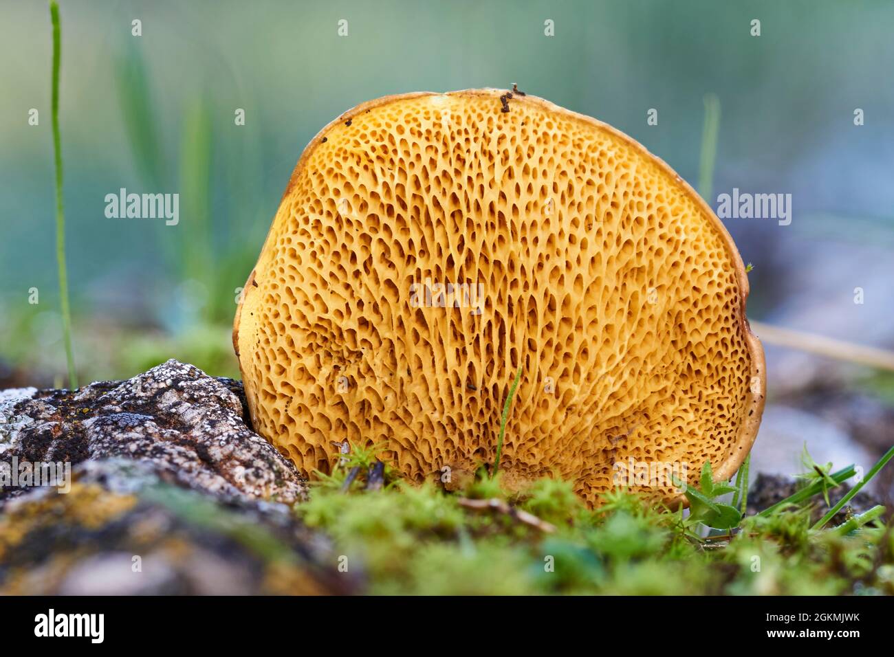 Funghi nella foresta. Malaga. Spagna Foto Stock