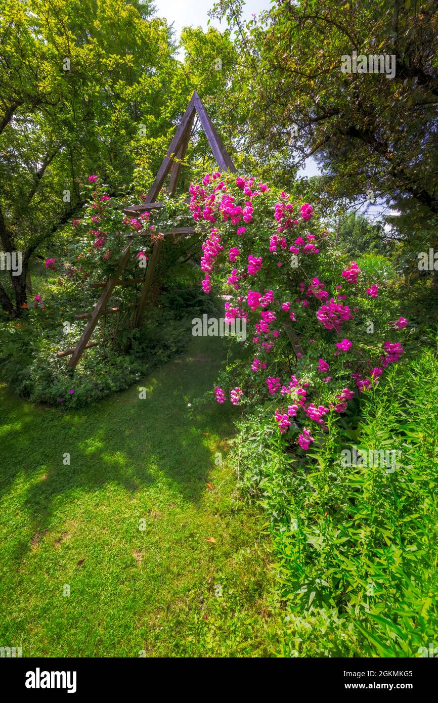 Idilliaco giardino di rose con rosa fioritura rambler roses Foto Stock