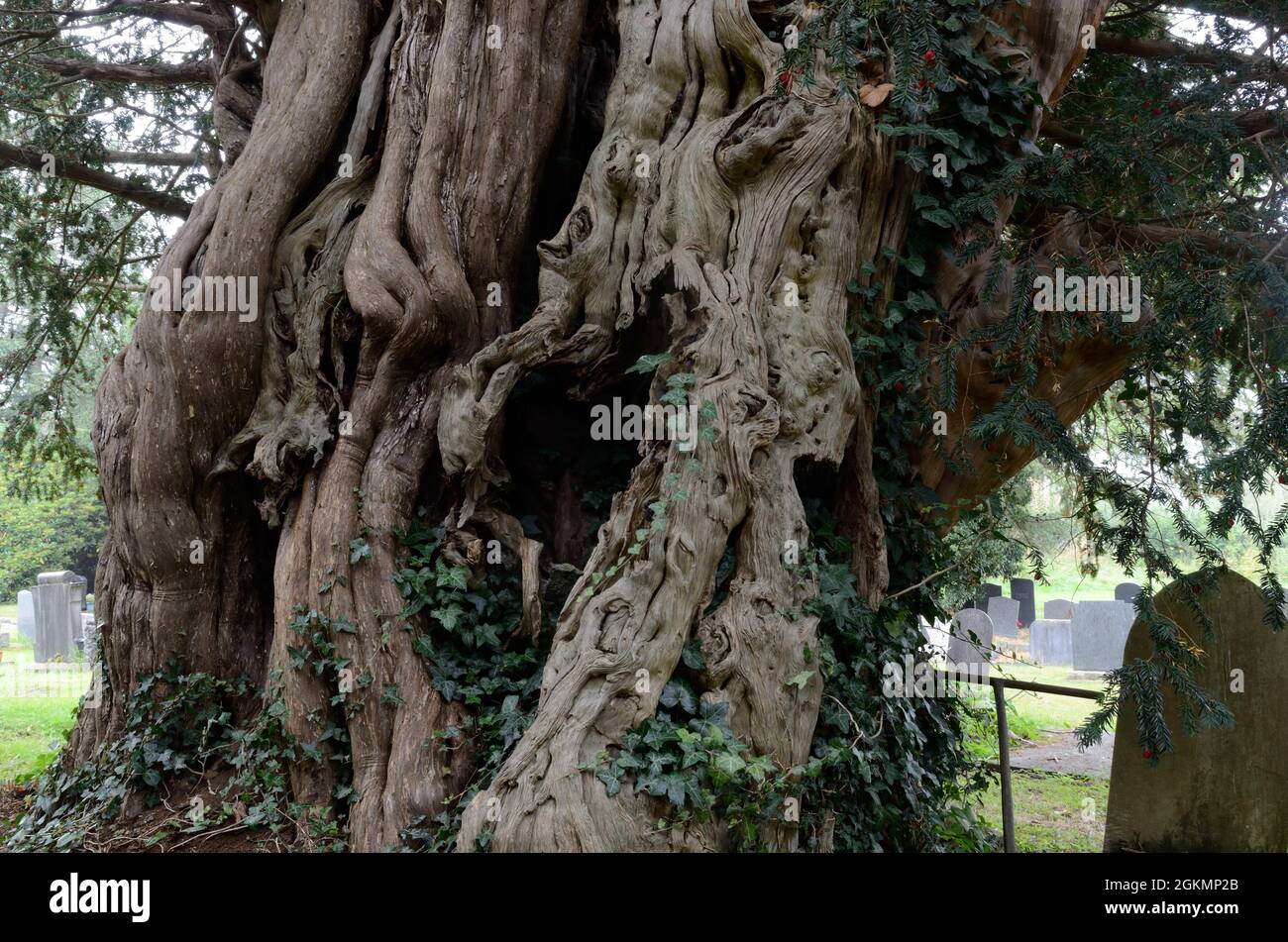 Antico albero di tasso nel cimitero di St Silin Chiesa Llansilin Powys Cumru Galles UK Foto Stock
