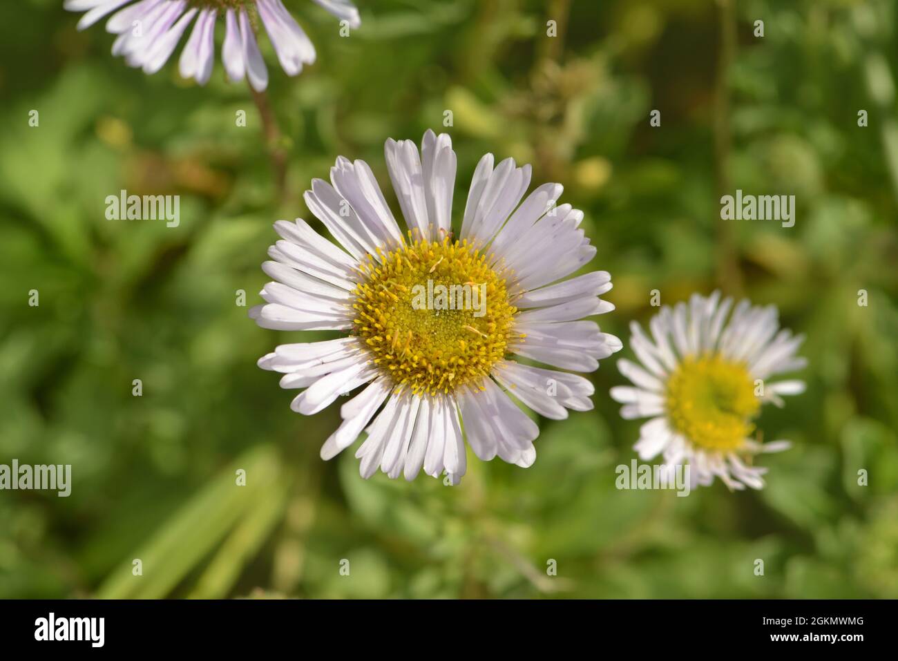 Mare Daisy - Erigeron glaucus Foto Stock