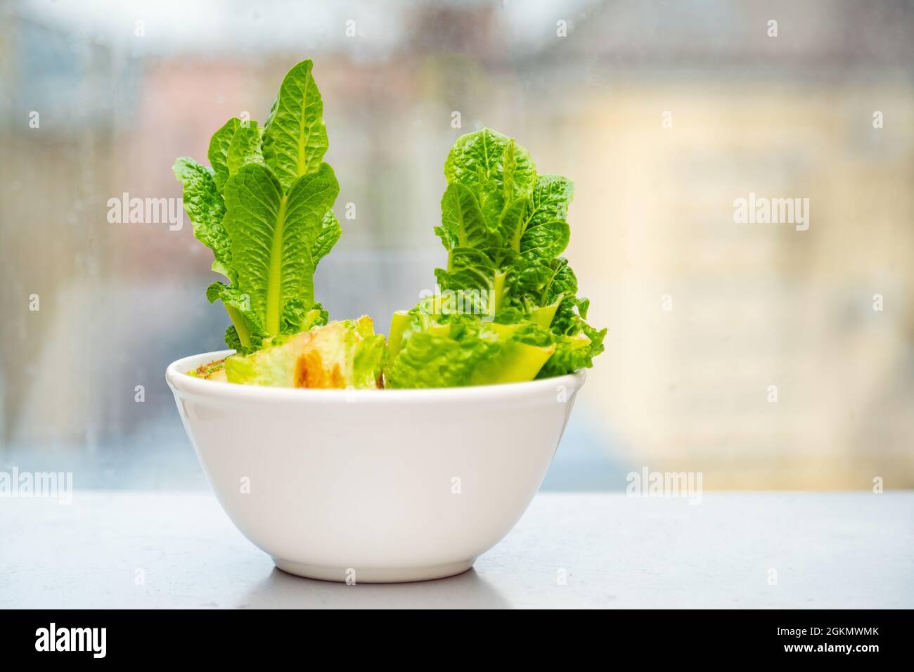 Ricalcare il cavolo cinese in una ciotola di vetro. Usando gli scarti vegetali per coltivare le verdure organiche a casa. Foto Stock