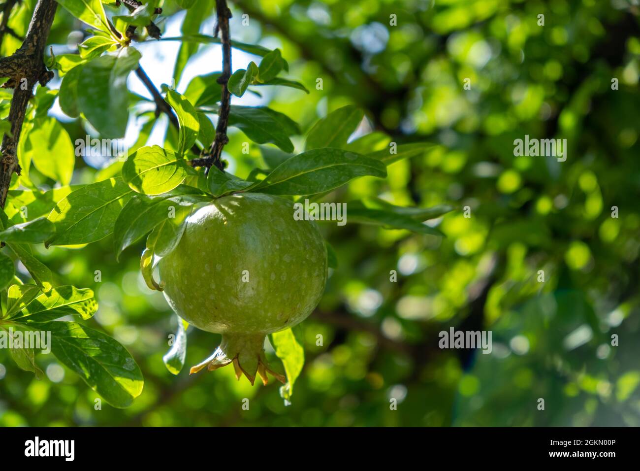 Melograno, punica granatum, frutta fresca organica ricca di vitamine, acido folico e proprietà antiossidanti. Prodotti verdi non maturi, sfocatura natura indietro Foto Stock