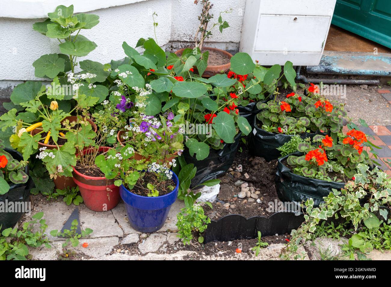 Un piccolo giardino di fronte scruffy. C'è un assortimento di piante in pentole e gerani sono coltivati in sacchi gro. Foto Stock