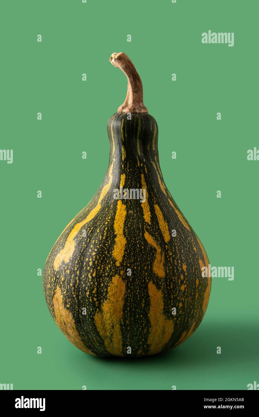 Zucca fresca verde su sfondo verde Foto Stock