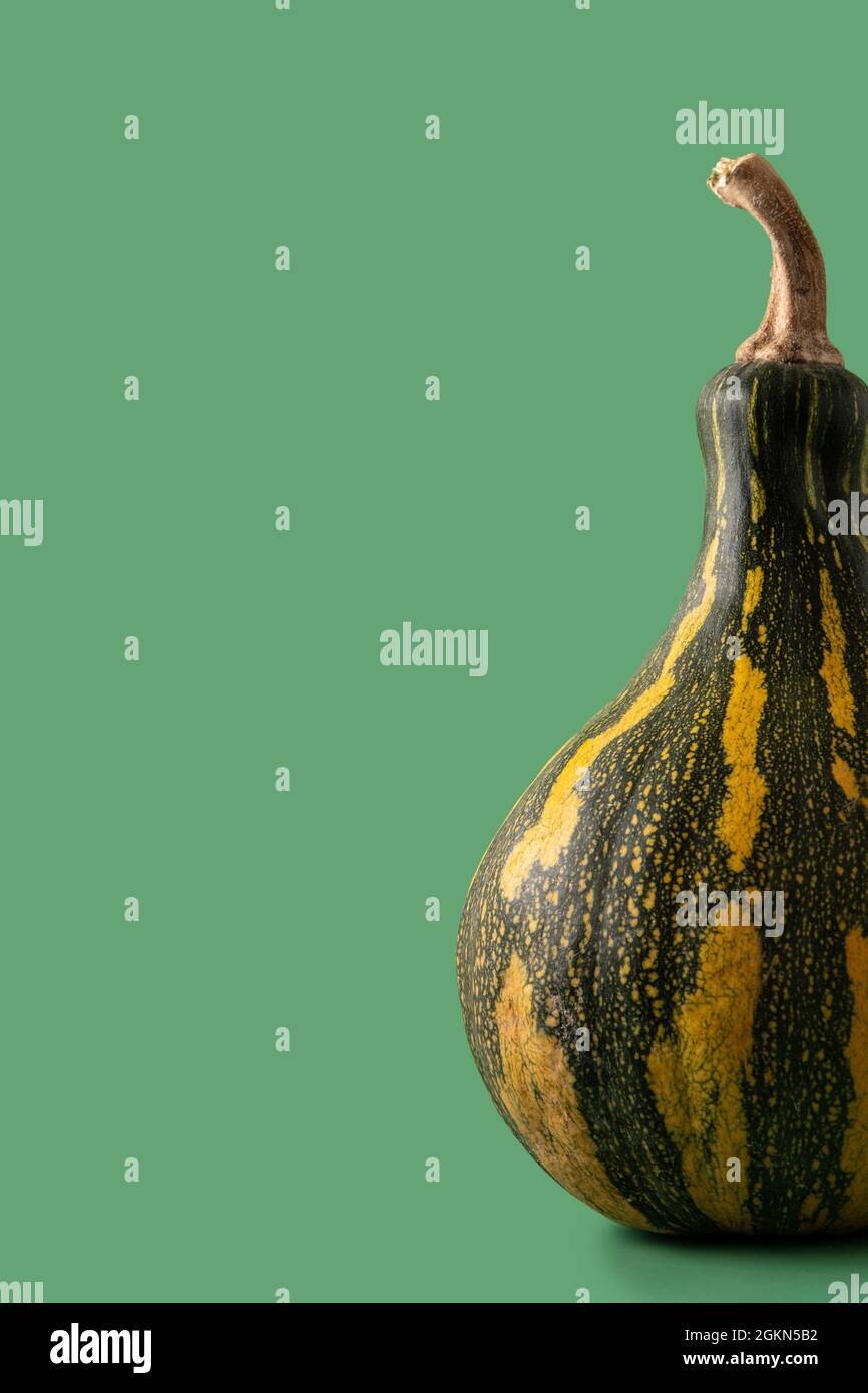 Zucca fresca verde su sfondo verde Foto Stock