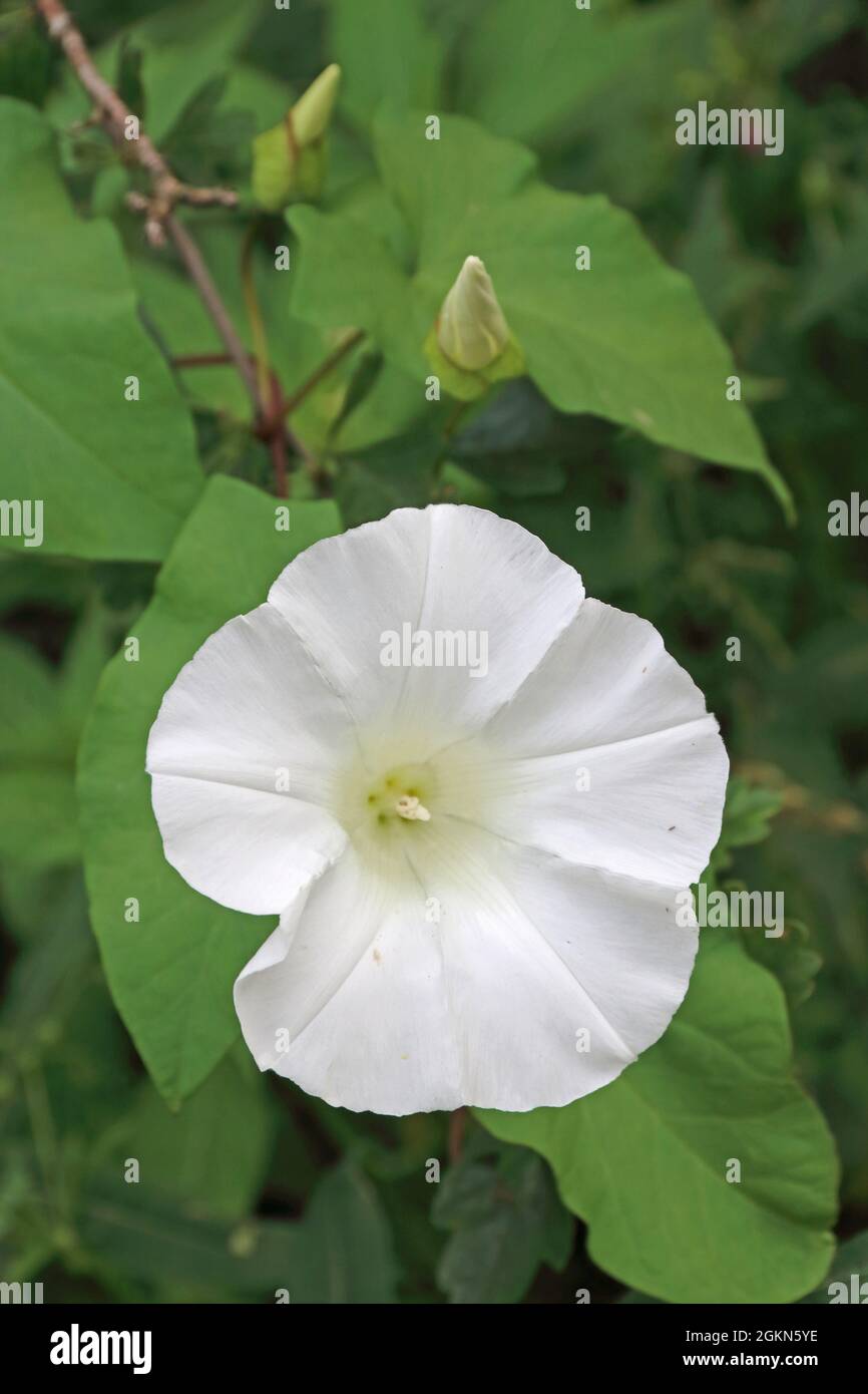 Hedge Centinodia (Calystegia sepium) Foto Stock
