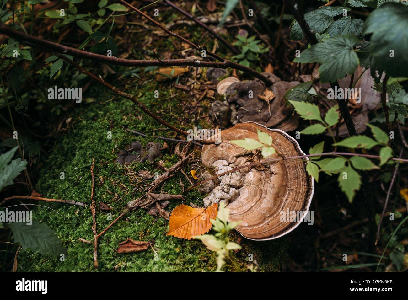 Atmosfera mistica autunnale in una vecchia foresta. Fantasy sfondo con muschio. Foto Stock