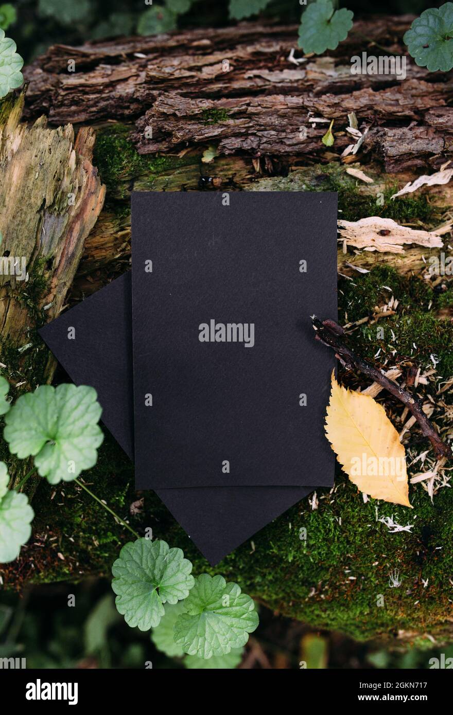 Modello di mockup nero di carta artigianale sullo sfondo della natura magica foresta Foto Stock