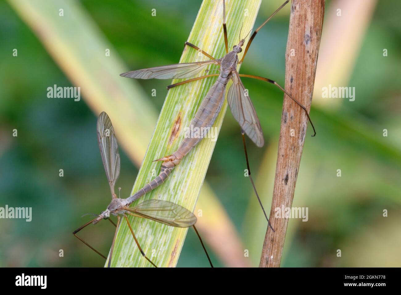 Accoppiano le gru, il Cranefly è anche noto come gambe lunghe di papà Foto Stock