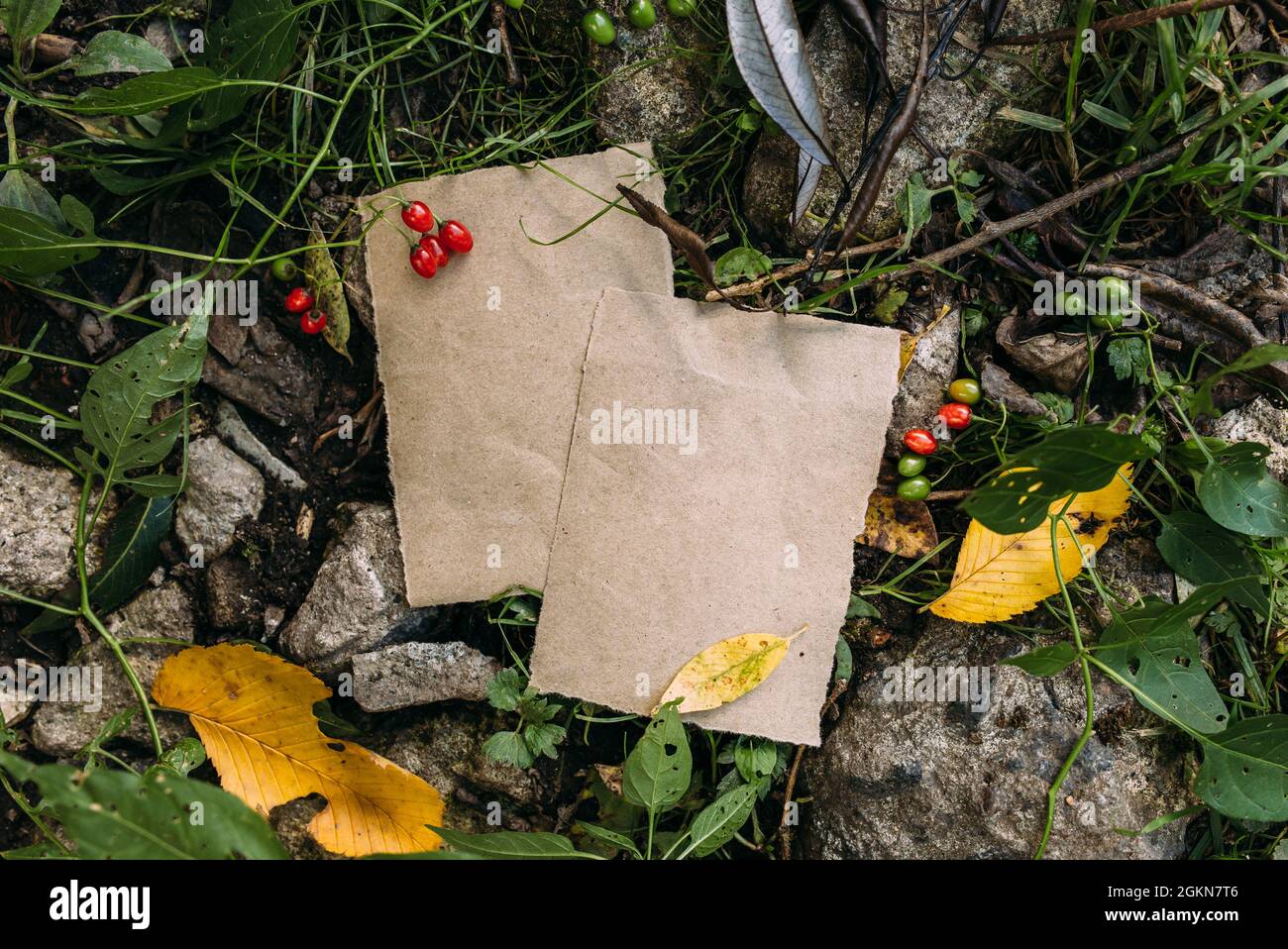 Modello di mockup di carta artigianale sullo sfondo della foresta magica autunno natura Foto Stock