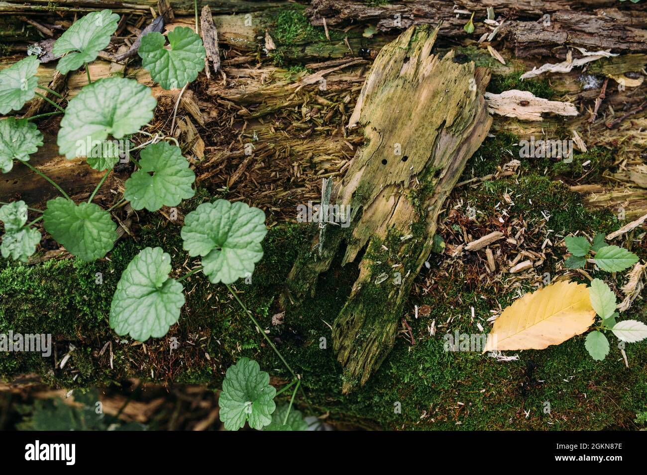 Atmosfera mistica autunnale in una vecchia foresta. Fantasy sfondo con muschio. Foto Stock