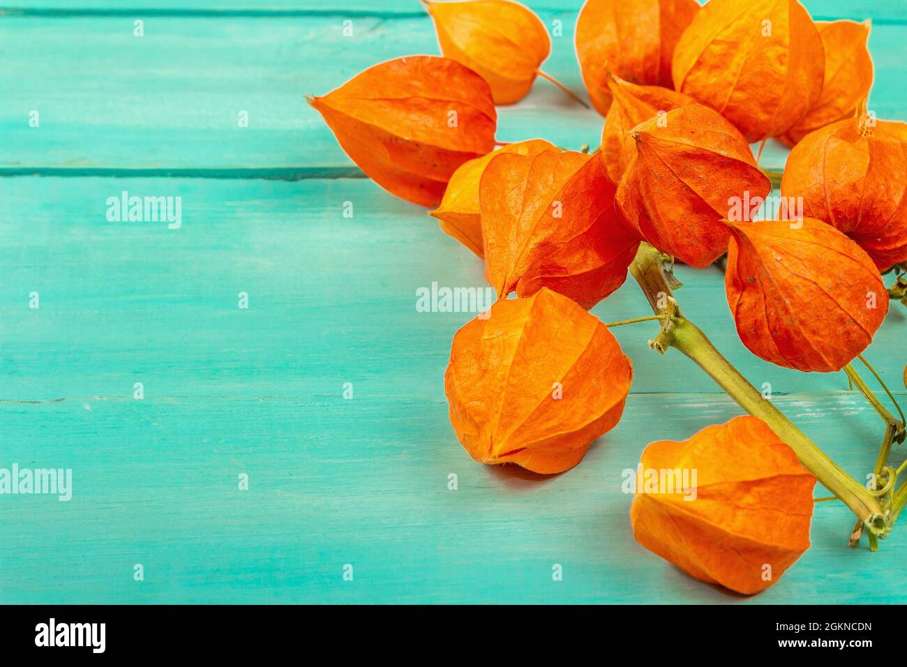 Physalis alkekengi fiori su sfondo turchese in legno. Lanterne cinesi  arancioni su rami, elemento di decorazione autunnale, spazio copia Foto  stock - Alamy