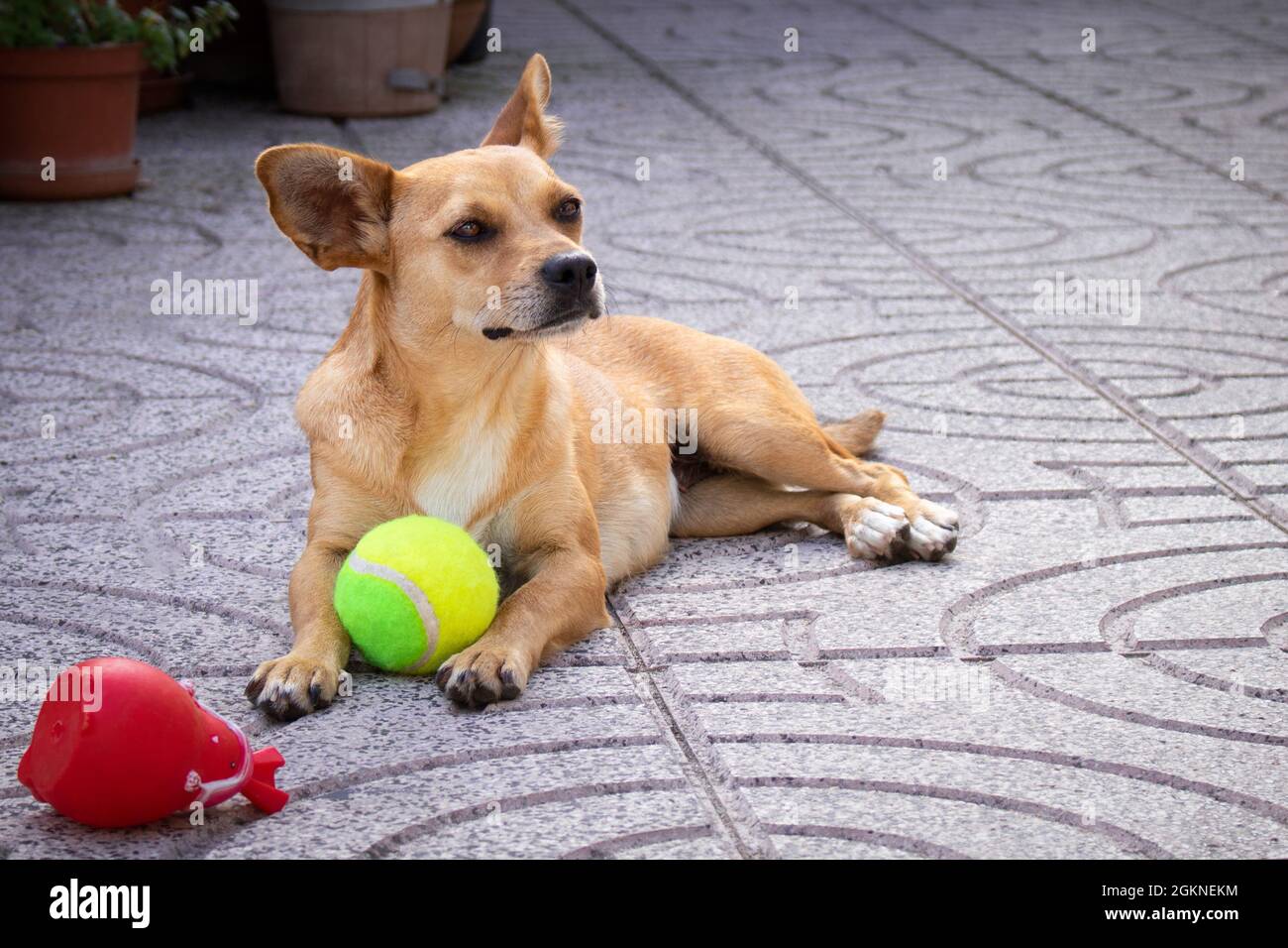 Piccola femmina cane di razza mista con grandi orecchie che si allontanano dalla macchina fotografica e si distende rilassato nel cortile con giocattoli Foto Stock