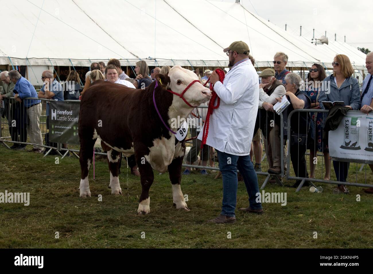 Juidging Hereford bull in mostra a Moreton in Marsh Agricultural Show 2021 UK Foto Stock