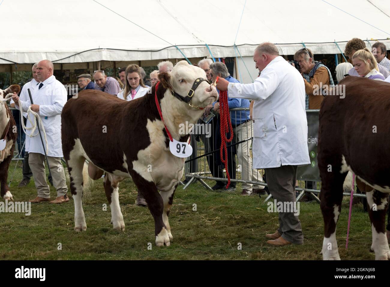 Juidging Hereford bull in mostra a Moreton in Marsh Agricultural Show 2021 UK Foto Stock