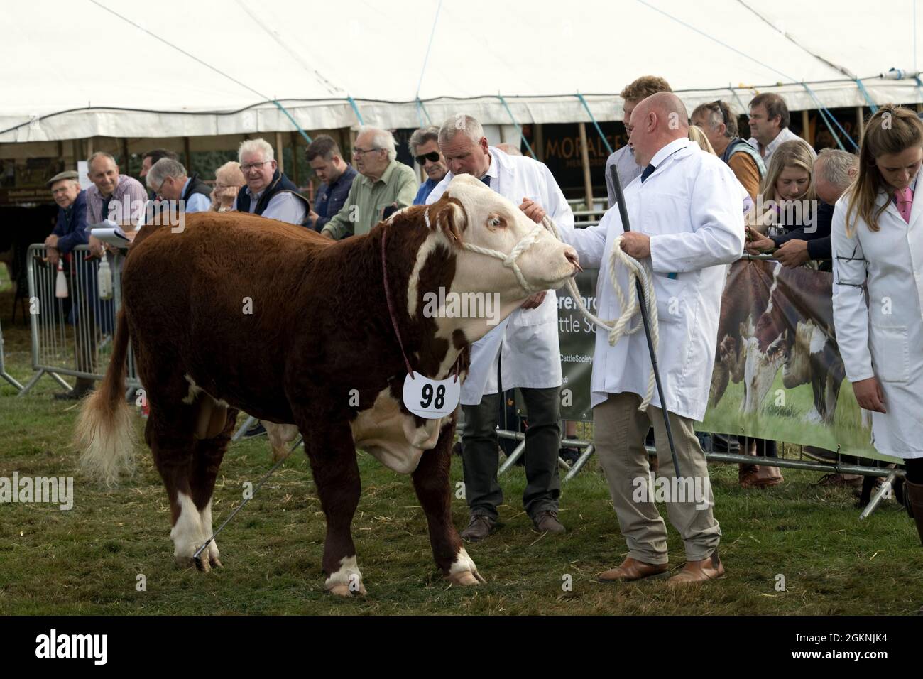 Juidging Hereford bull in mostra a Moreton in Marsh Agricultural Show 2021 UK Foto Stock