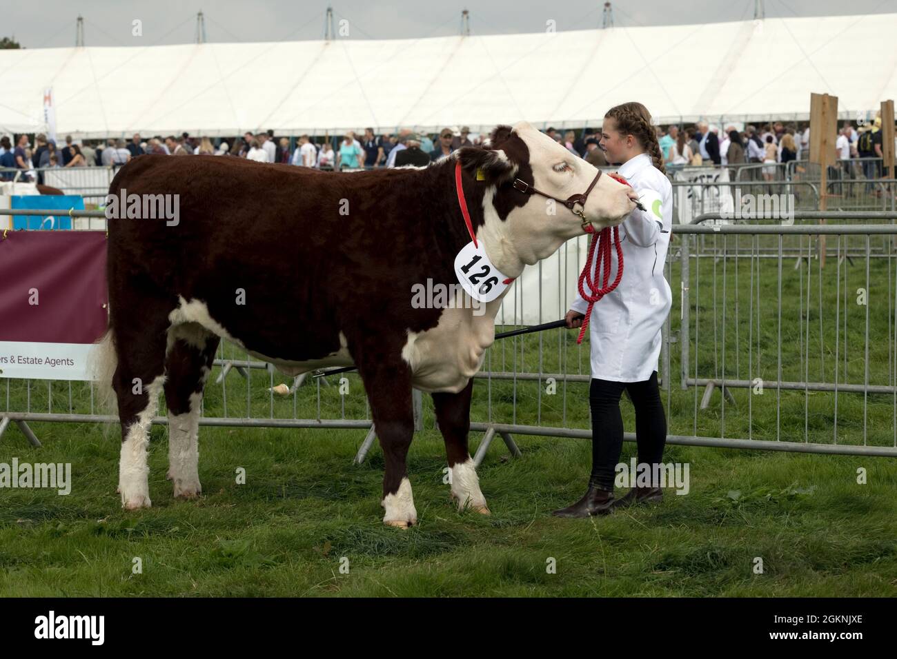 Juidging Hereford bull in mostra a Moreton in Marsh Agricultural Show 2021 UK Foto Stock