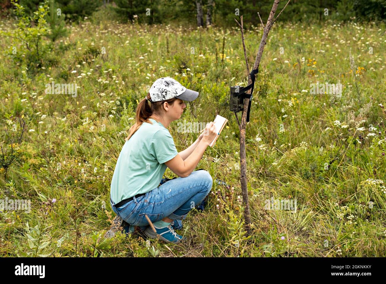 Giovane donna scienziata zoologo iscritto dati da trappola camera a blocco note, osservando animali selvatici nella foresta di riserva taiga, monitoraggio di una rara enda Foto Stock