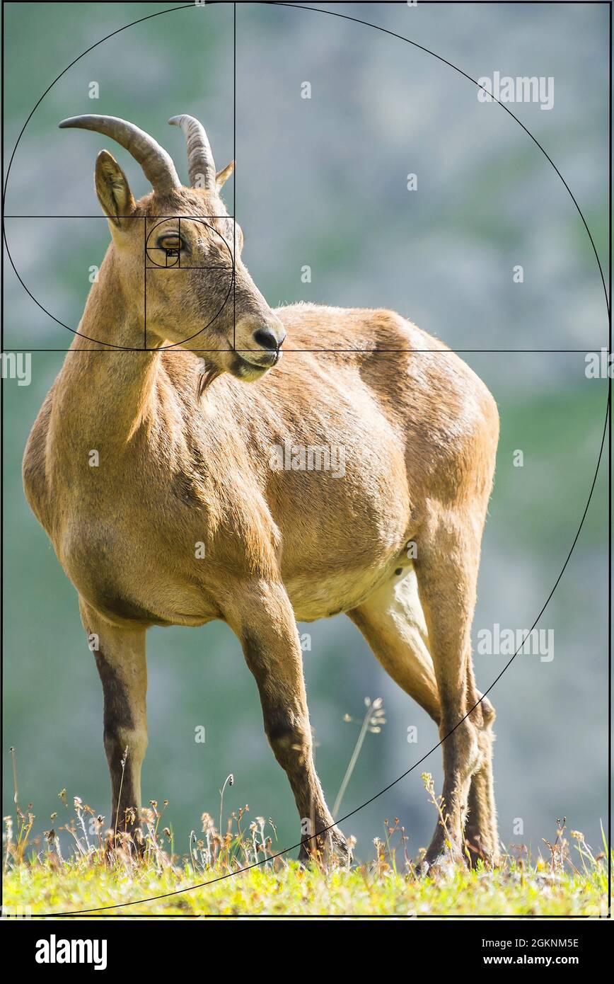 Modello Fibonacci. Rapporto d'oro in natura. Sequenza fibonacci spirale geometrica. La Tur caucasica occidentale (Capra caucasica) in montagna Foto Stock