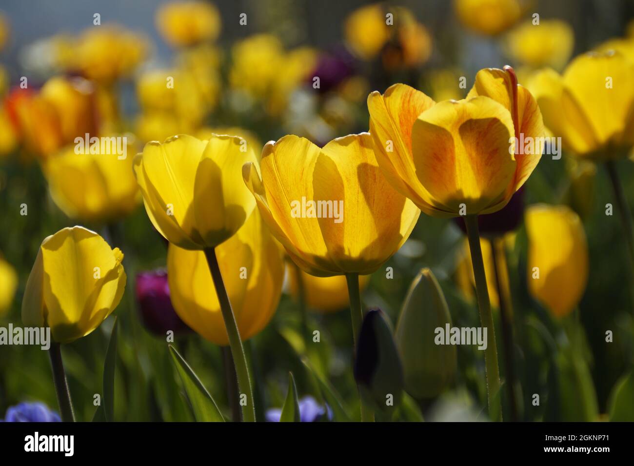 Splendidi tulipani gialli illuminati il giorno di aprile a fine isola dei fiori di Mainau in Germania Foto Stock