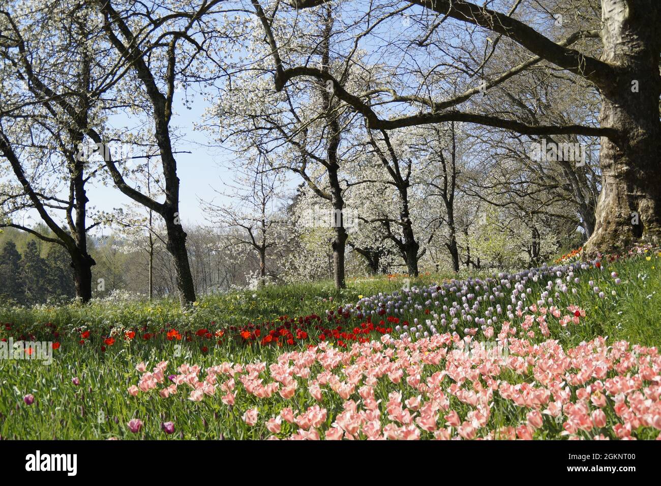 Un lussureggiante prato pieno di tulipani colorati sull'isola di Mainau in Germania Foto Stock