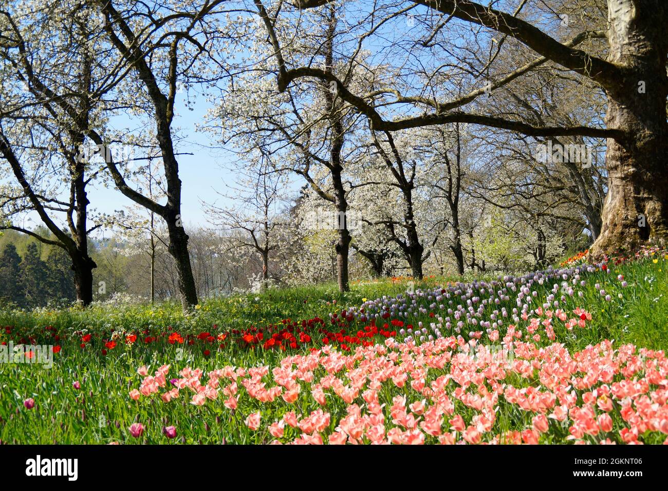 Un lussureggiante prato pieno di tulipani colorati sull'isola di Mainau in Germania Foto Stock