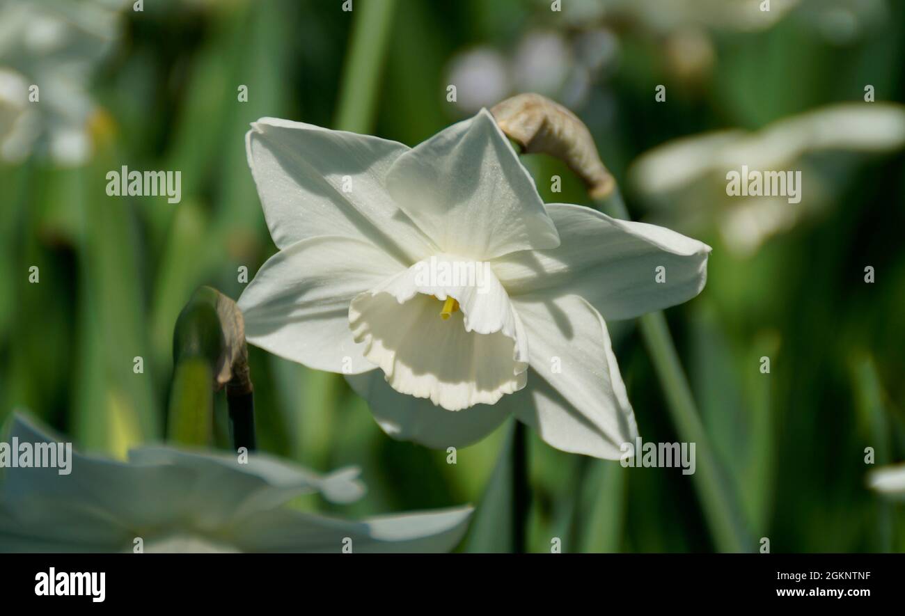 Bel daffodil bianco in una giornata di sole all'inizio di aprile (isola Mainau in Germania) Foto Stock