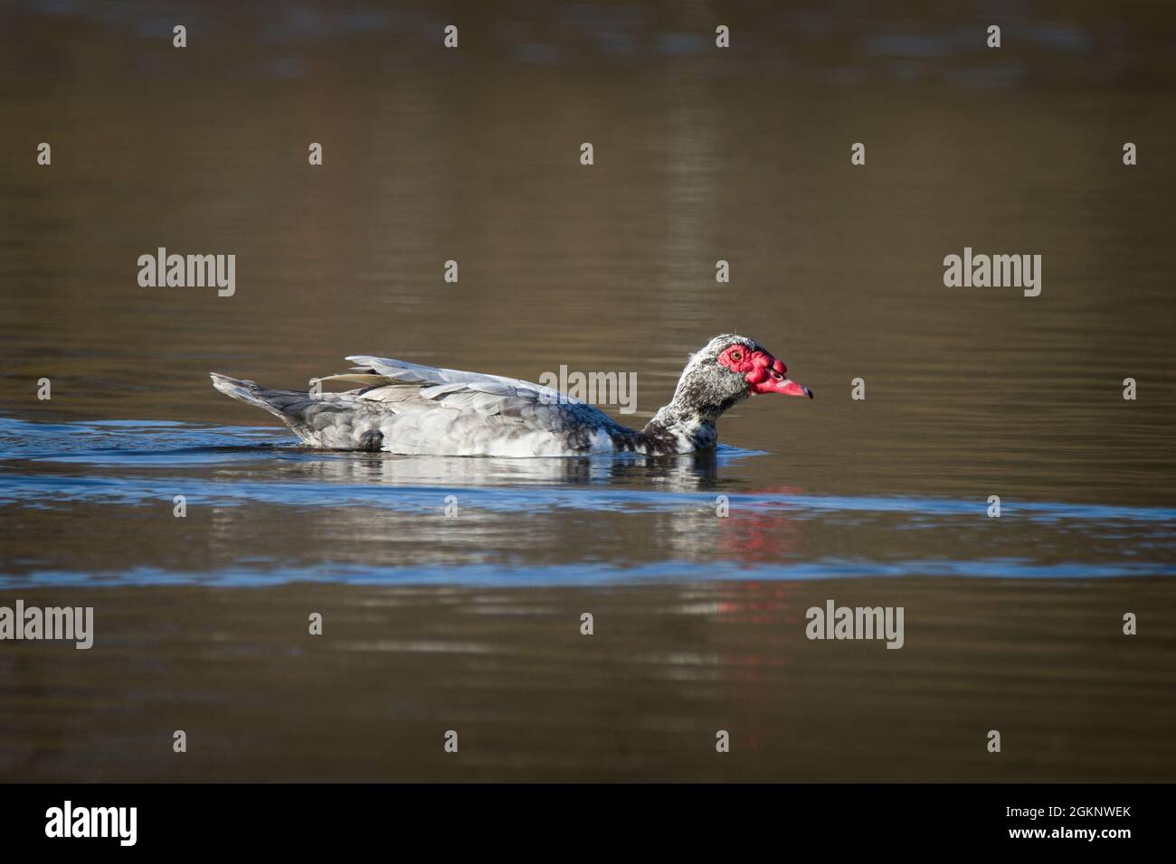 Primo piano di un'anatra moscovica [Cairina moschata] in acqua Foto Stock