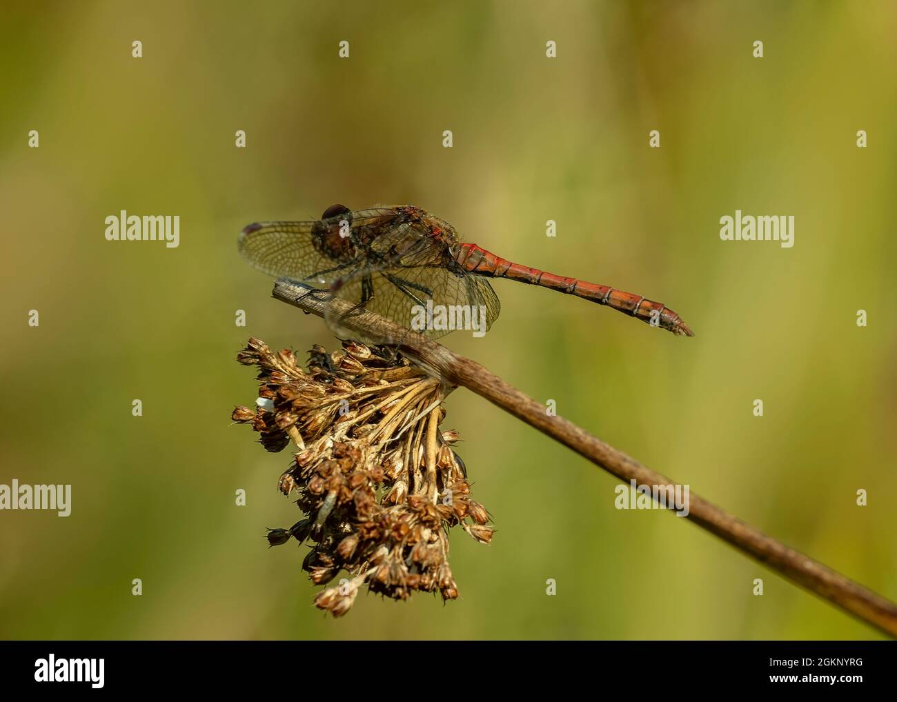 Comune Darter (Sympetrum striolatum), maschio che riposa su stelo di rush, Dumfries, SW Scozia Foto Stock