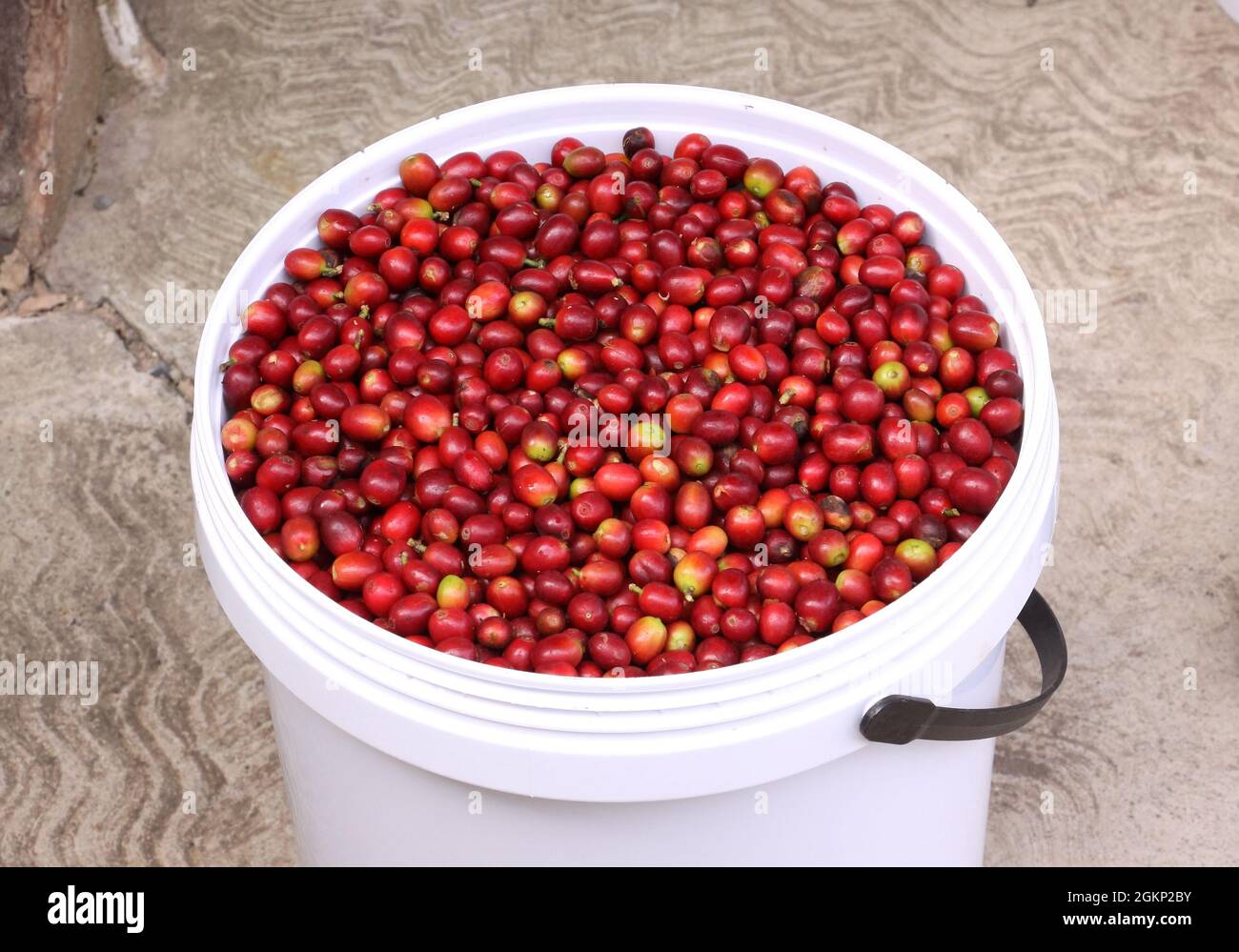 Secchio bianco riempito con chicchi di caffè rossi appena raccolti prima della tostatura Foto Stock