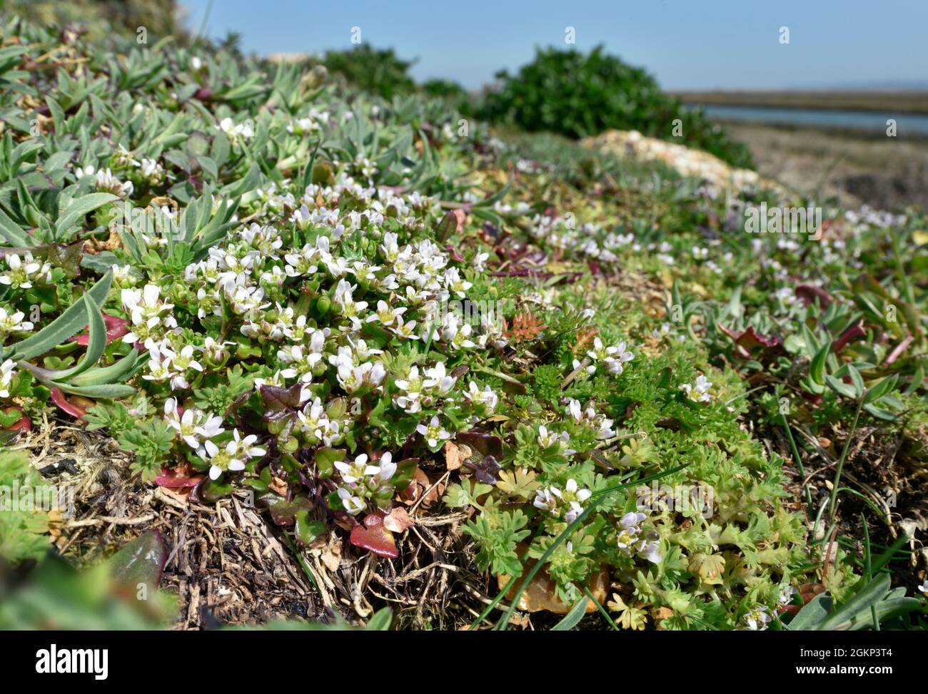 Erba-curvy danese - Cochlearia danica Foto Stock