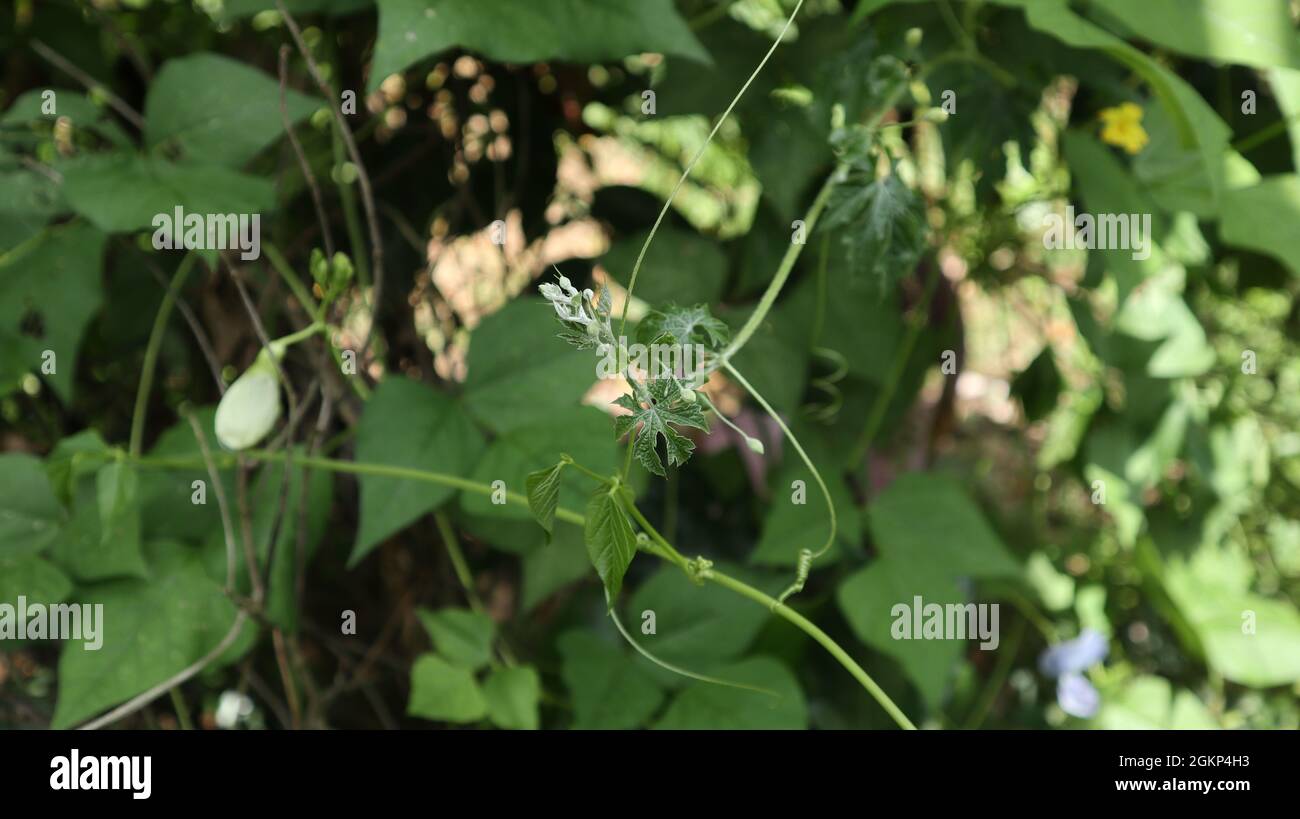 Primo piano della punta di una vite amara di zucca che cresce nel giardino di casa Foto Stock