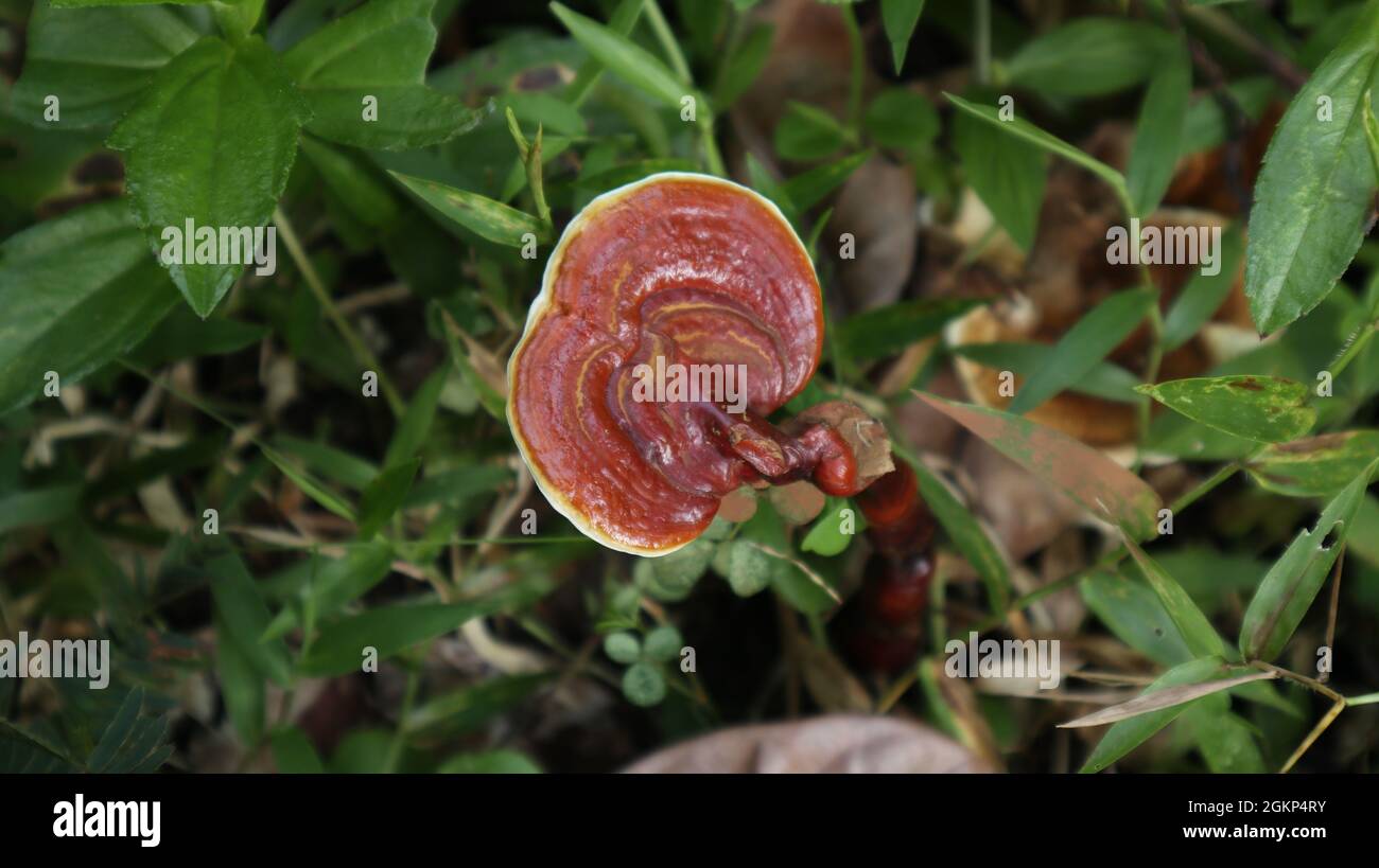 Vista dall'alto di un fungo Lingzhi che cresce naturalmente su una prateria Foto Stock