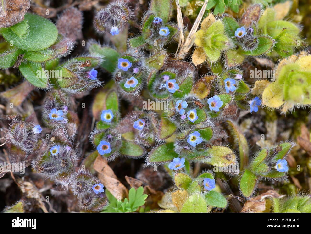 Non dimenticarmi presto - Myosotis ramosissima Foto Stock