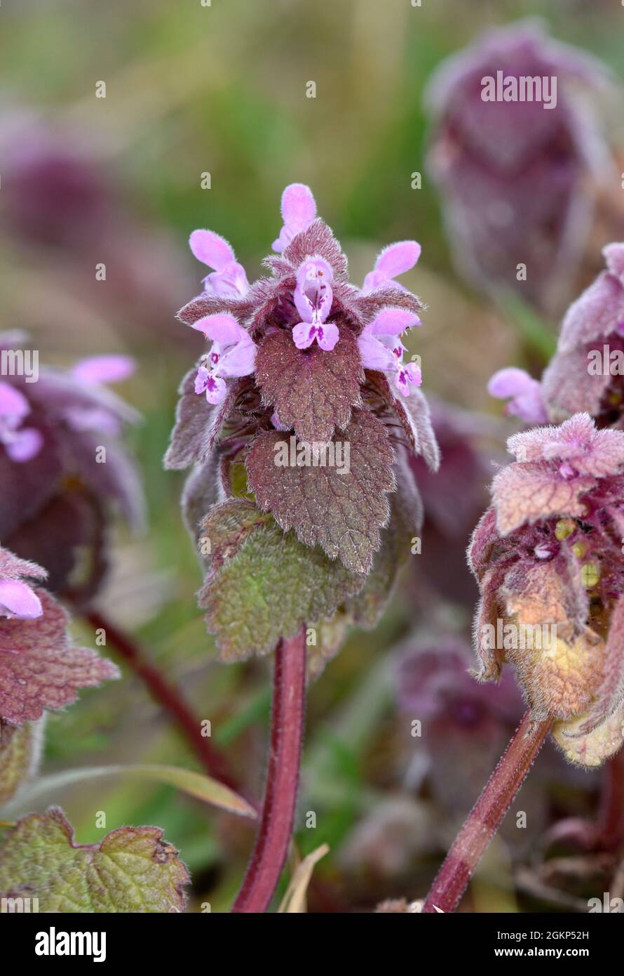 Ortica rossa morta - purpurpureo di Lamium Foto Stock