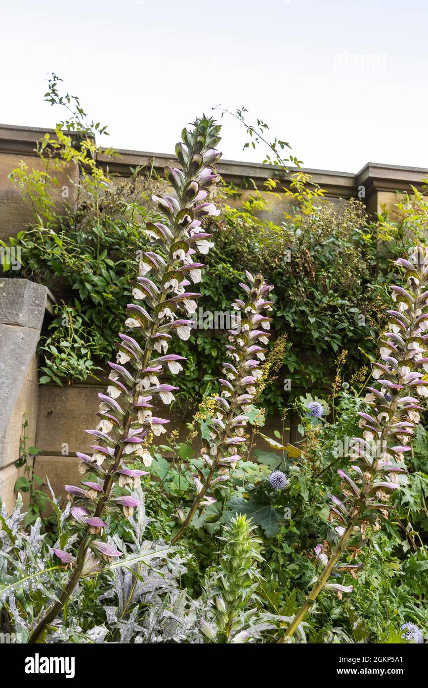 Acanto spinosus alte piante erbacee perenni fioritura delle piante in un giardino. Foto Stock
