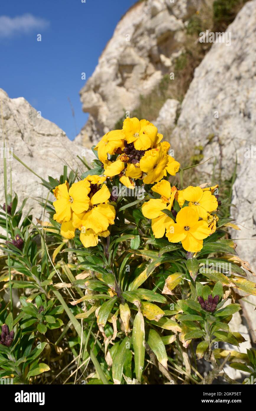 Wallflower - Erysimum cheiri Foto Stock