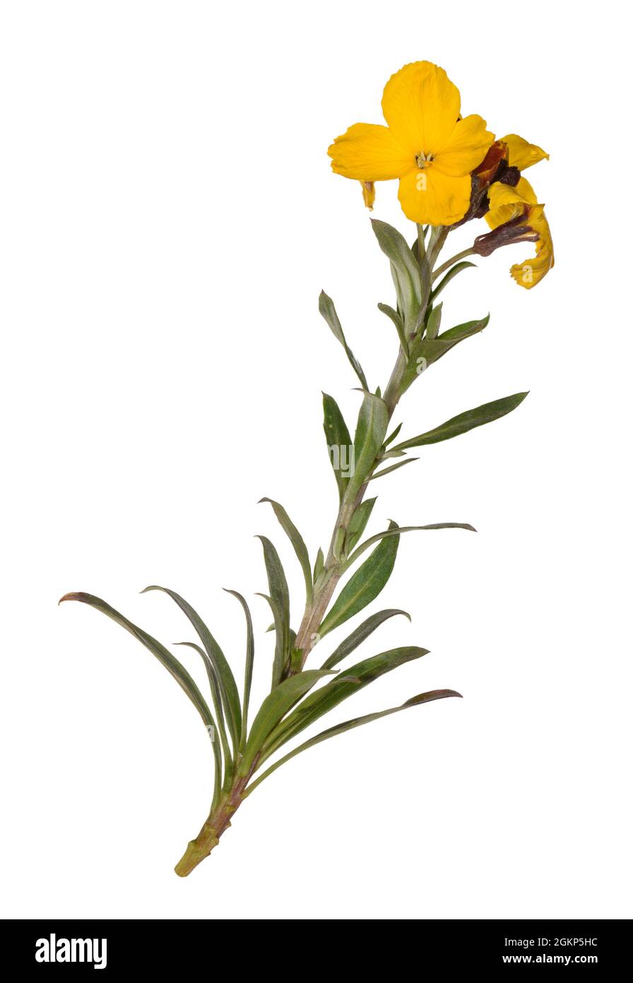 Wallflower - Erysimum cheiri Foto Stock