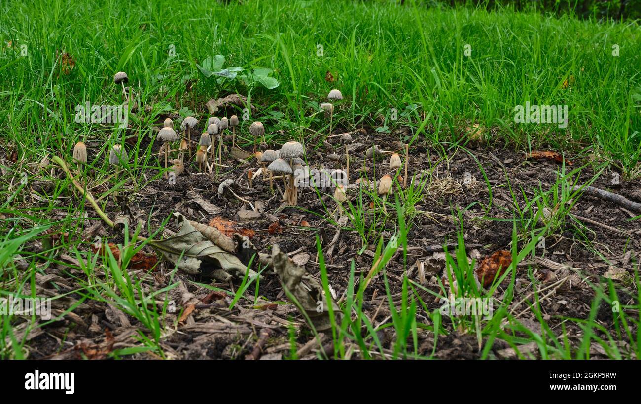 Un gruppo di piccoli sgabelli non identificati che crescono tra erba e foglie cadute su un terreno boscoso Foto Stock