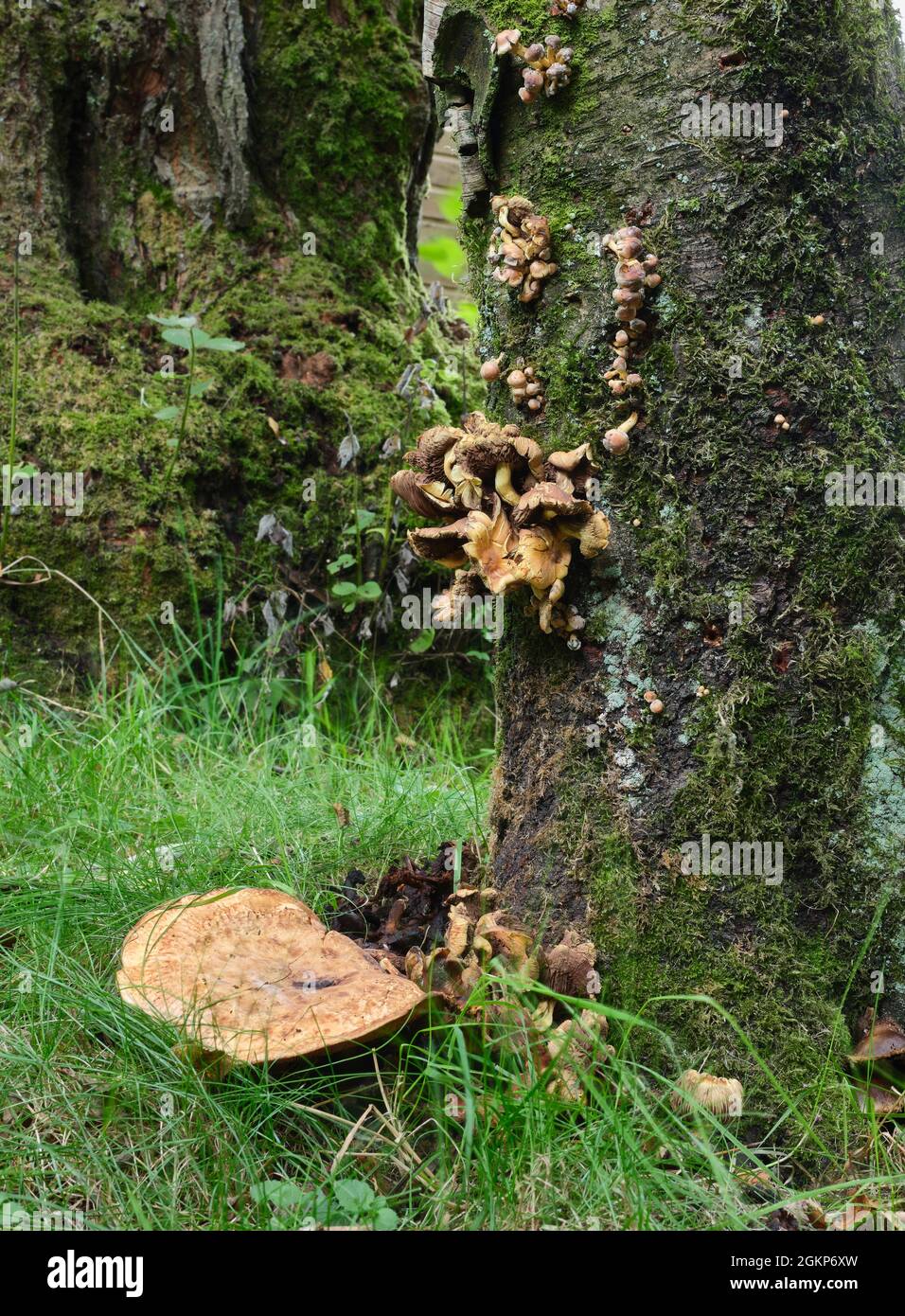 Toadsgools non identificati che crescono sul tronco di una betulla d'argento morta Foto Stock