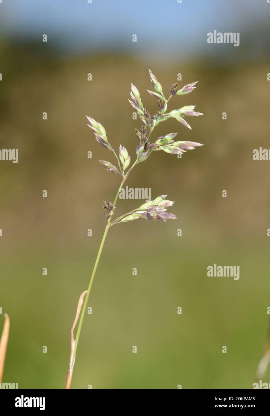 Erba di prato bulbosa - Poa bulbosa Foto Stock