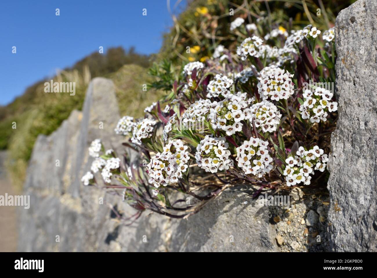 Candytuft perenne - Iberis sempervirens Foto Stock