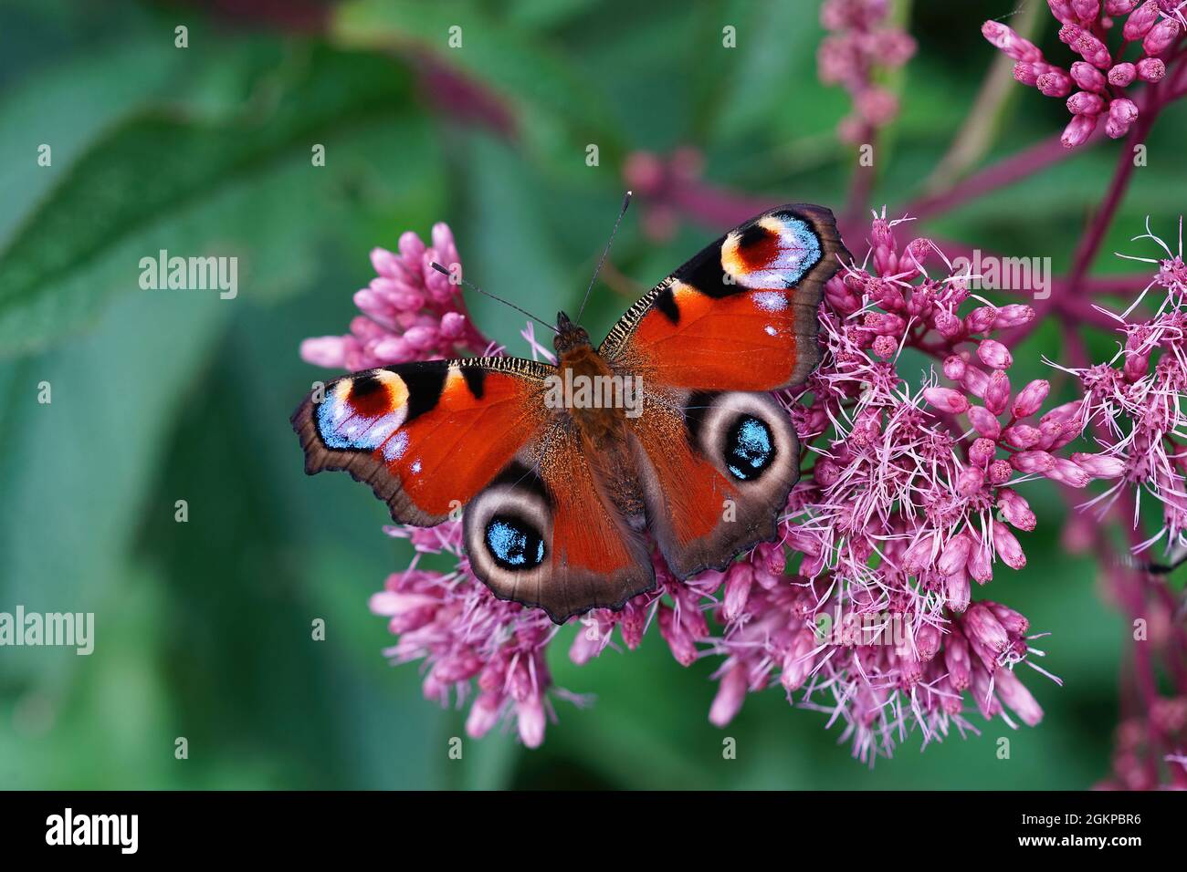 Primo piano su Peacock Butterfly , Inachis io, sorseggiando nettare da e Foto Stock