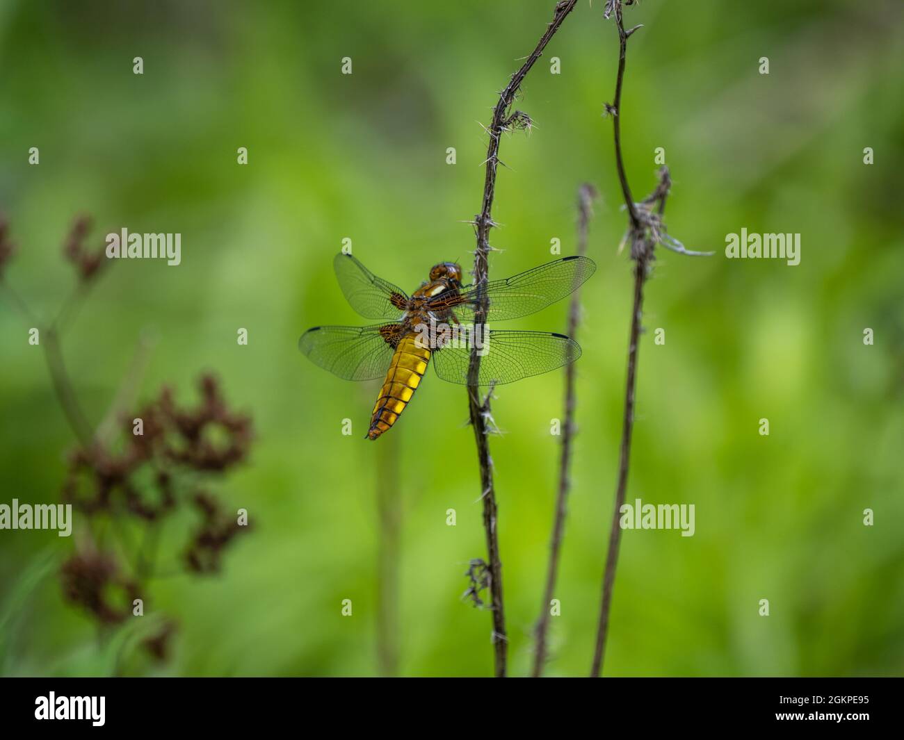 Chaser ad ampio corpo poggiato su un gambo Foto Stock